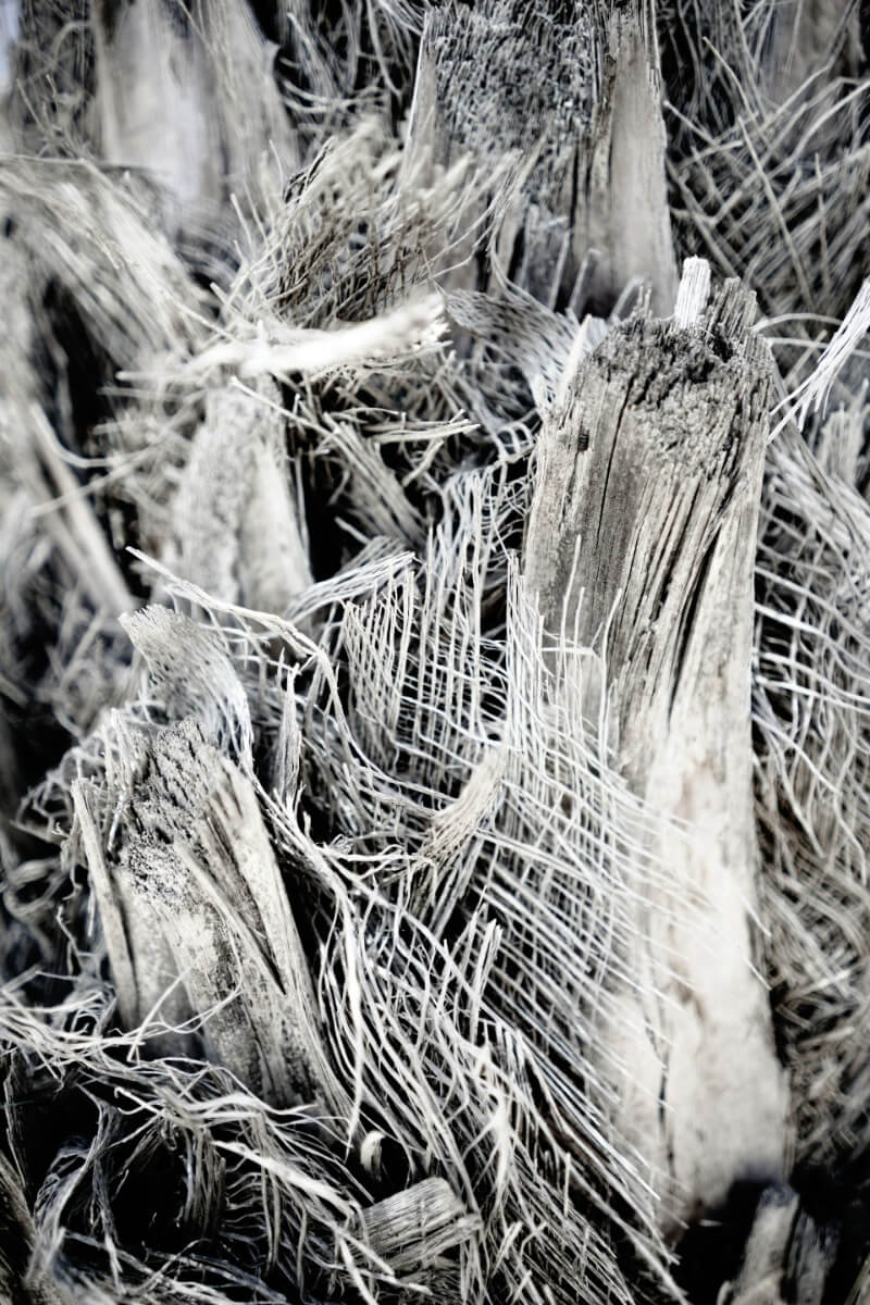 Close-up of dangerous asbestos fibres under magnification.