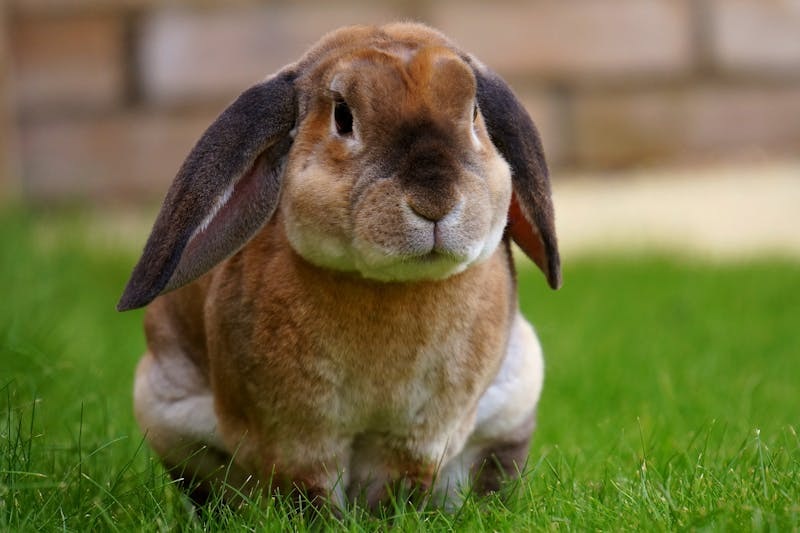 Brown rabbit sitting on green grass looking towards the camera.