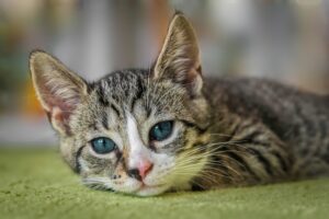 Close-up of a kitten sitting on grass looking towards the camera.