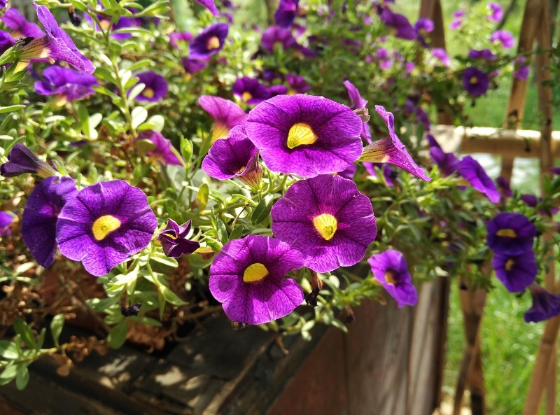 Vibrant purple petunia flowers blooming in a garden planter.