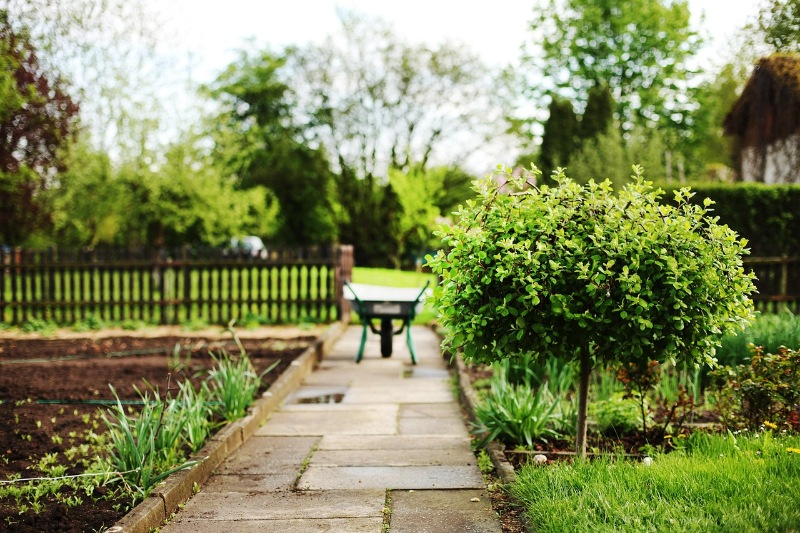 Wheelbarrow in a lush vegetable garden with raised planting beds.